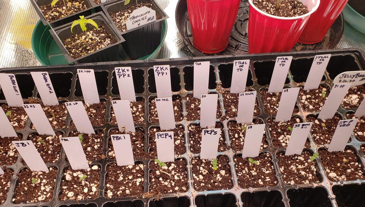 Hawkbo's grow setup