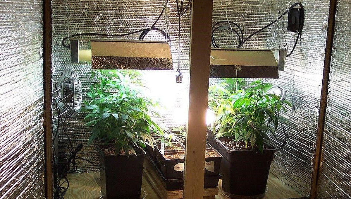 Diy grow room: improvised grow room