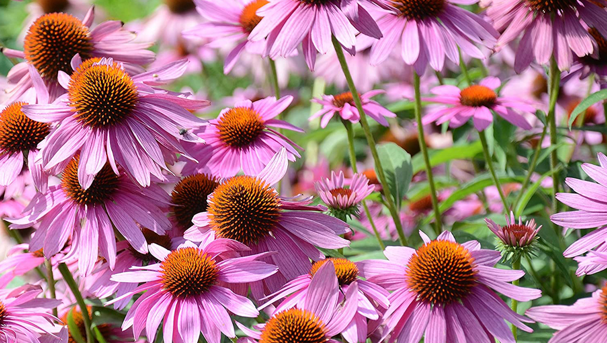 Non-plants strength: coneflower