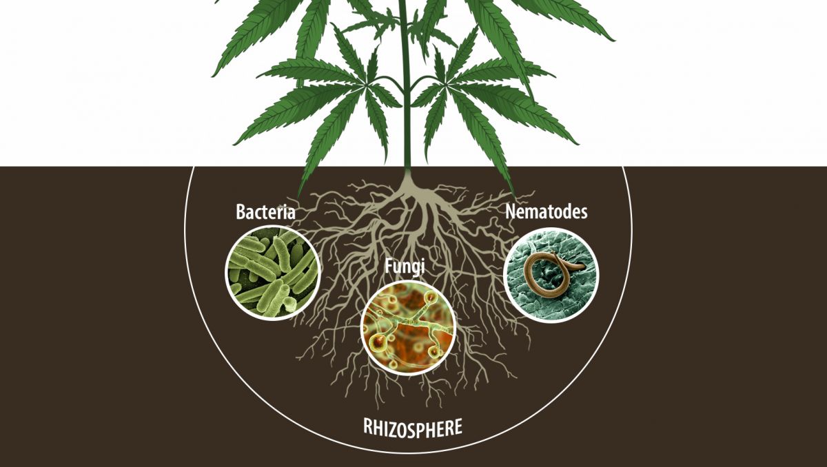 Benefits of microorganisms: enhance root system