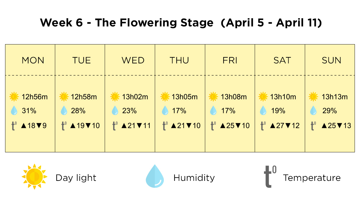 Growing plants outdoors in Italy: week 6 of the vegetative stage