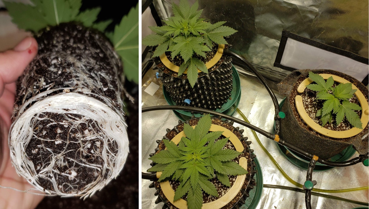 ストロベリーパイ オート大麻品種 週ごとの栽培ガイド: 根詰まり→エアポット