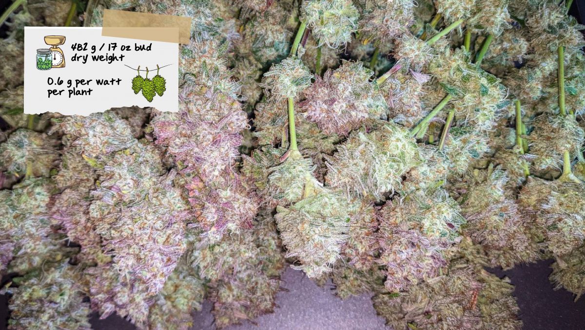 Gorilla Cookies Auto Plants Seed Week-by-Week Guide: Branches covered in sticky buds
