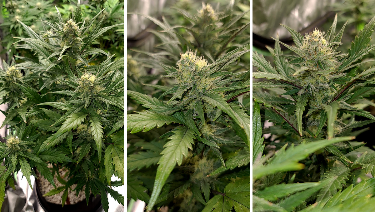 Chemdawg auto guide: week 7