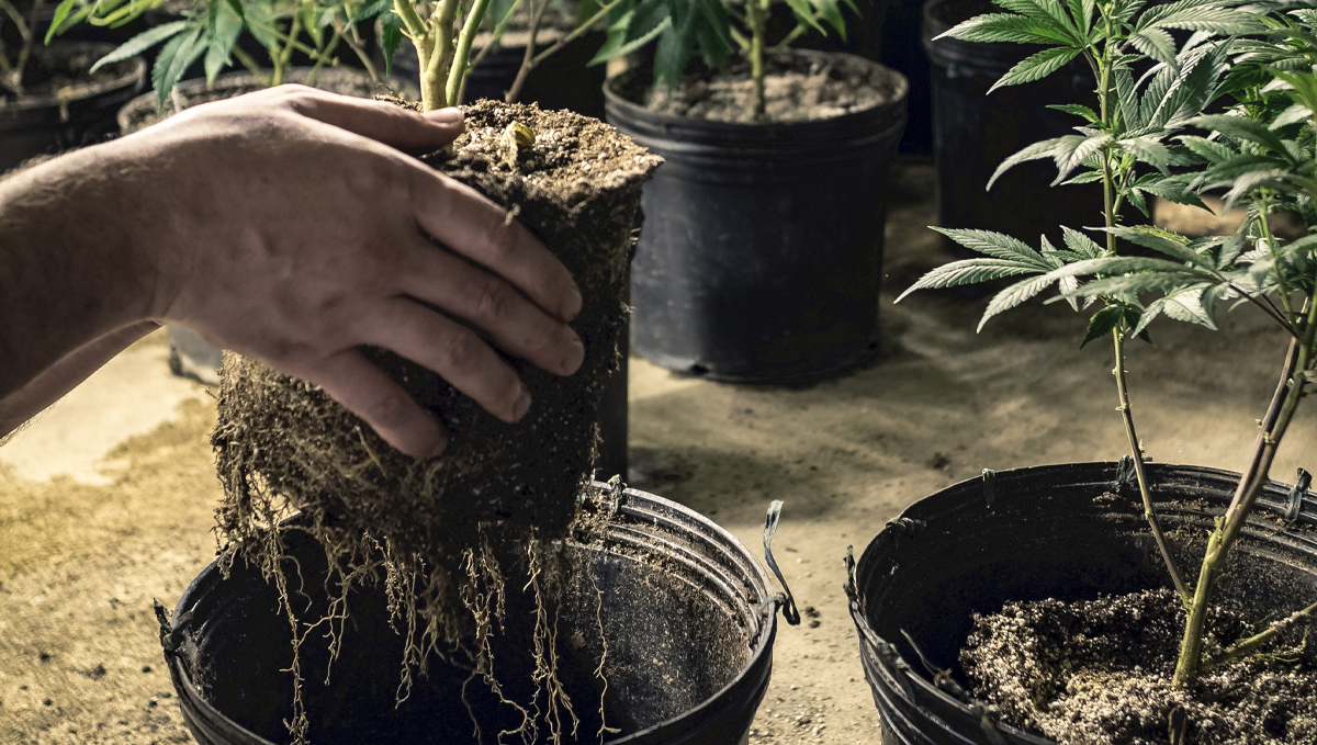 Plagron usage guide: mineral fertilizers for soil
