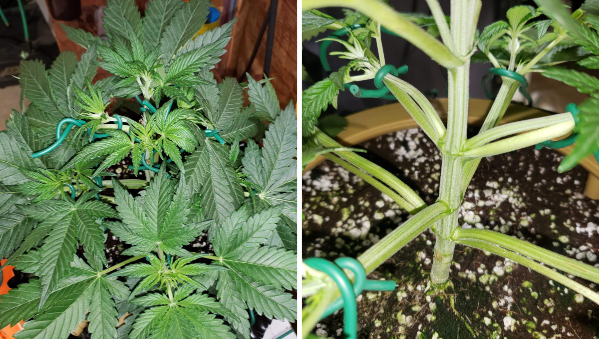 ストロベリーパイ オート大麻品種 週ごとの栽培ガイド: LST実行