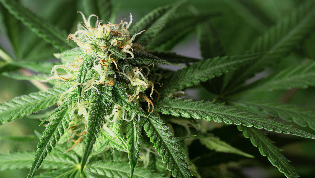 How the environment affects buds: light too far