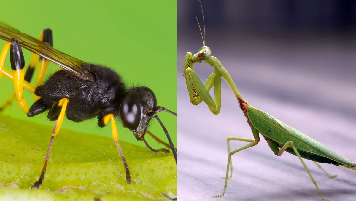 Predator species such as parasitic wasps and praying mantis will help get rid of caterpillars.