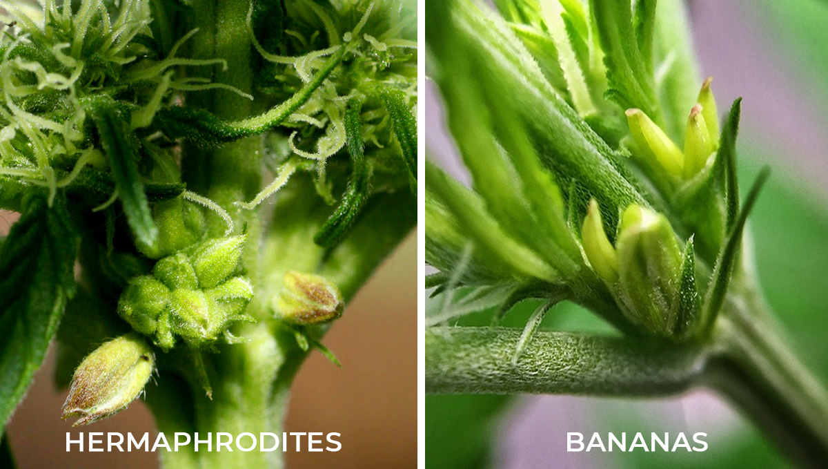 What causes bananas: What causes bananas: