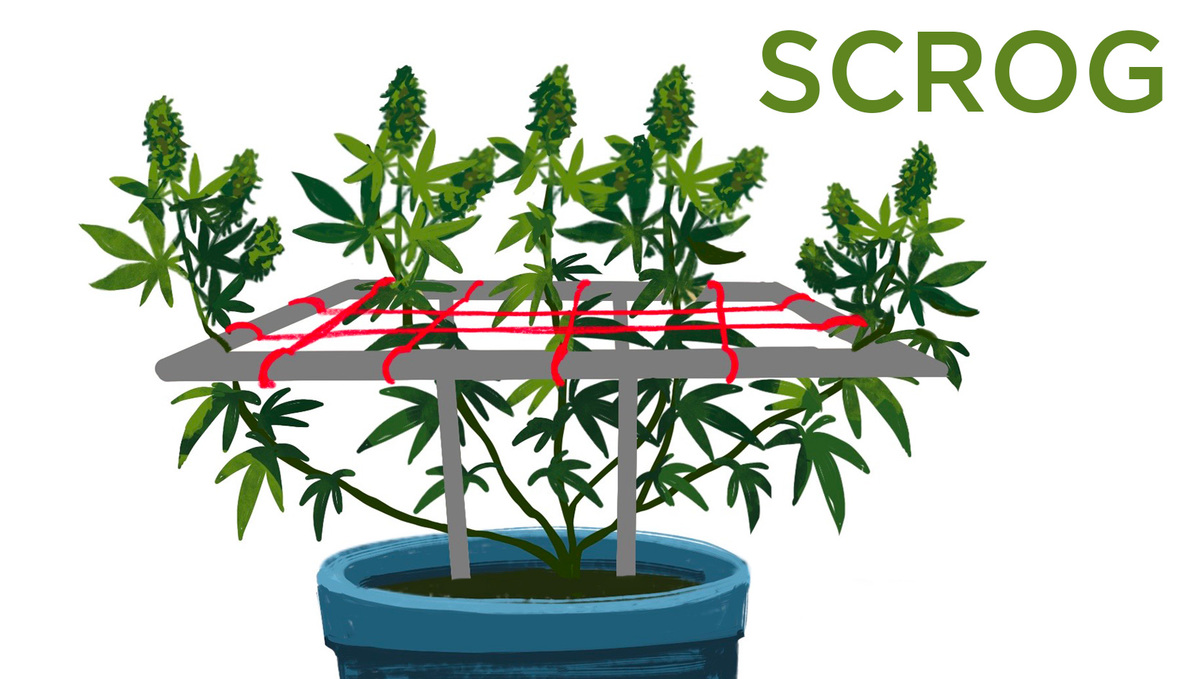 5 Top Tips On Training Your Cannabis Plants: SCROG graph 5 Top Tips On Training Your Cannabis Plants: SCROG graph
