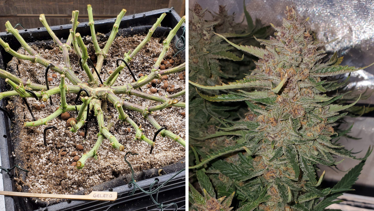 Gelato Auto Cannabis Strain Week-by-Week Guide: A system of branches after the colas have been cut off and the large mature cola itself