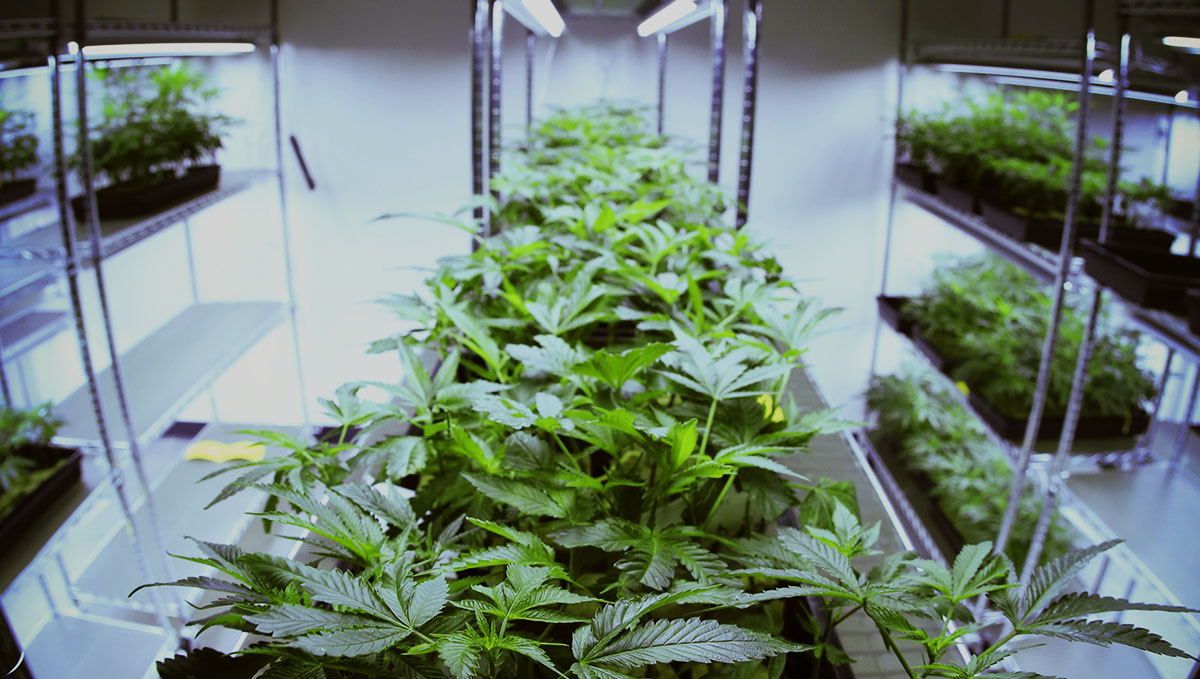 Plants: From Bud Tender to Master Grower: Jobs in plants production.