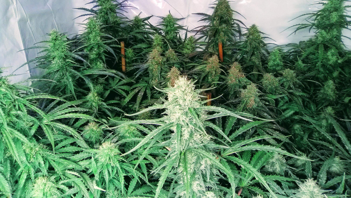 Orange Sherbet Auto Plants Seed Week-by-Week Guide: Many flowering tops in a grow tent