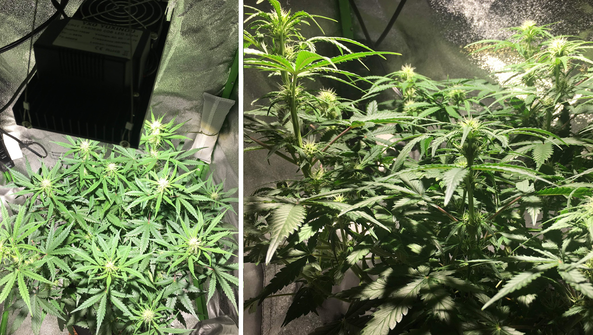 OG Kush Auto: week 6