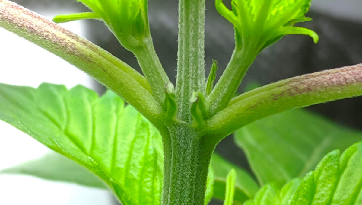 How To Tell Sex Of Your Plants Plants: Pre-flower plants