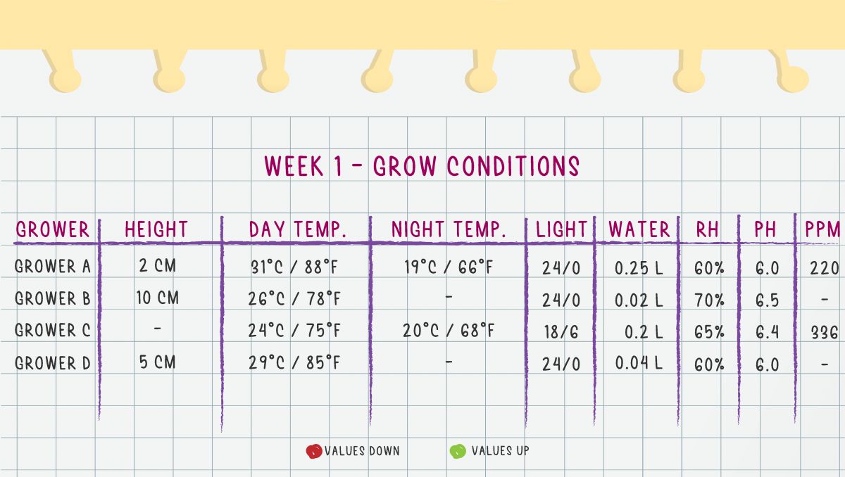 Orange Sherbet Auto Plants Seed Week-by-Week Guide: Week 1 grow conditions