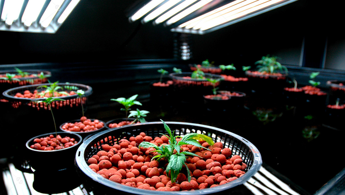 5 Common Mistakes When Growing In Aeroponics: Light importance when growing in aeroponics