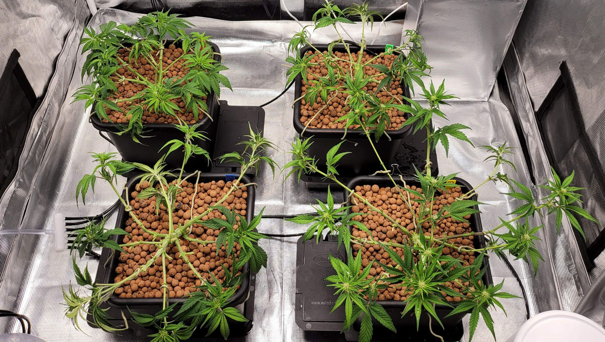 Gorilla Cookies Auto Plants Seed Week-by-Week Guide: Hardcore defoliation