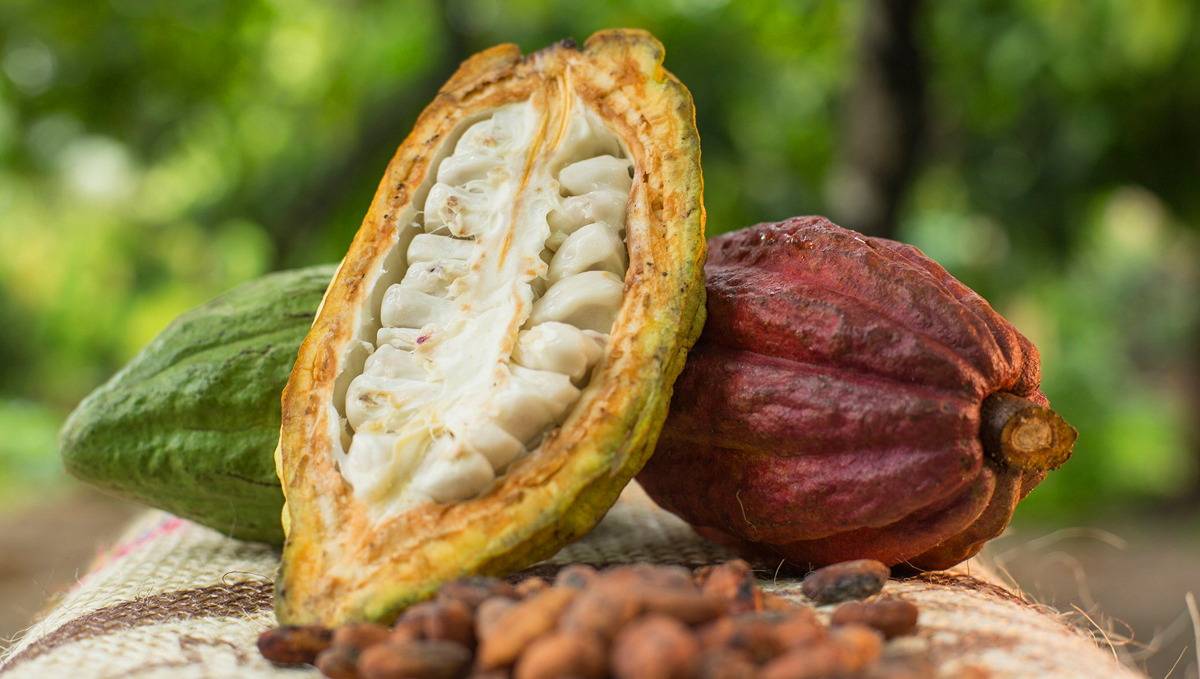 Non-plants strength: cacao