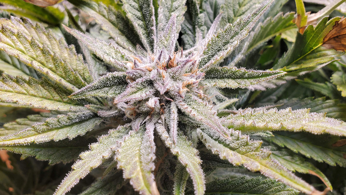Top 5 highest strength auto: strawberry pie