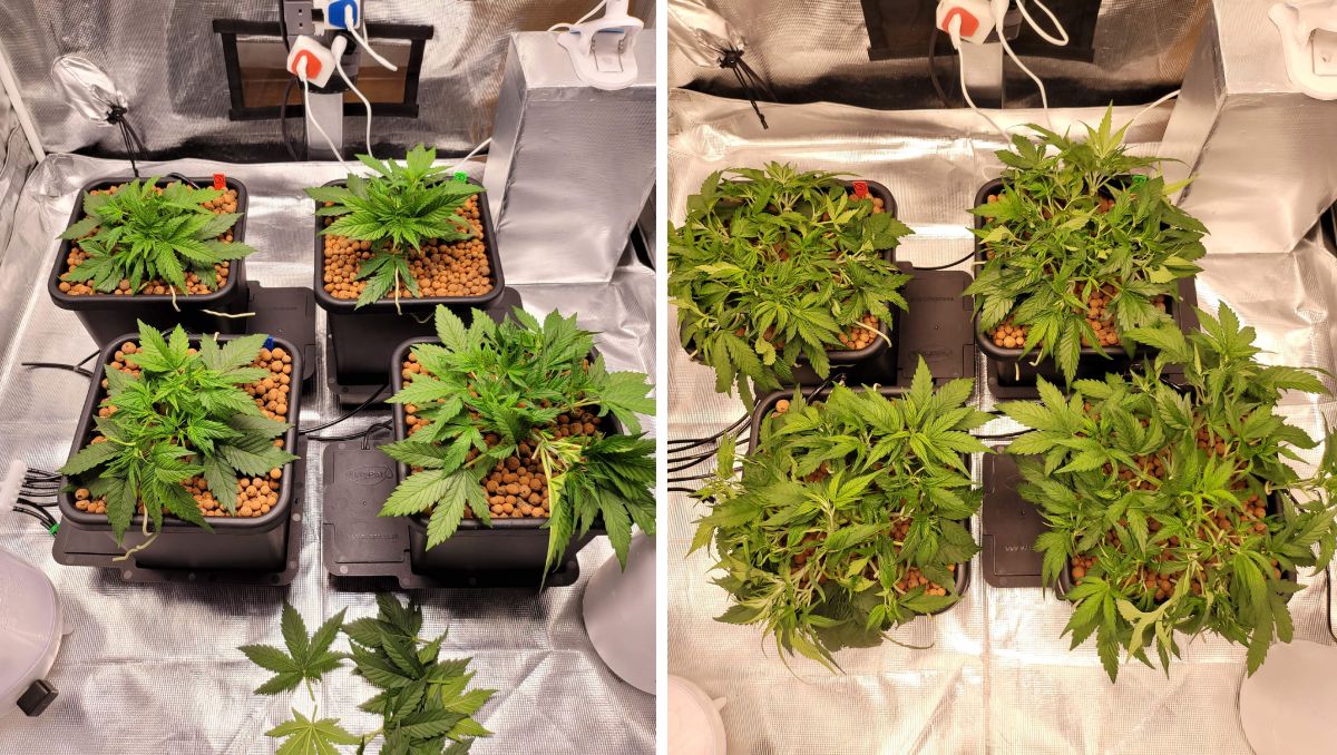 Gorilla Cookies Auto Plants Seed Week-by-Week Guide: Two rounds of LST