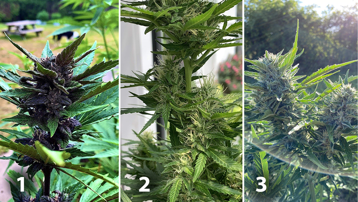 Outdoor plants grow in Italy: week 8 of plant growth