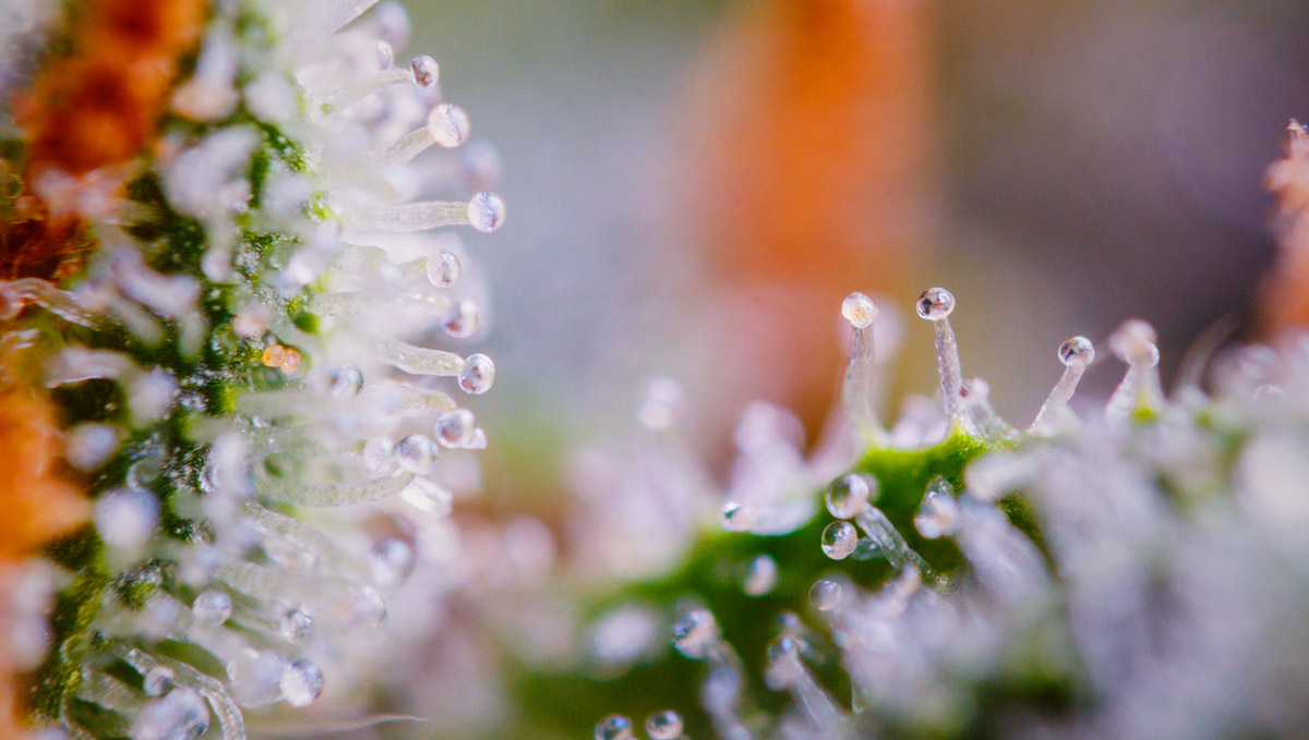 Forbraítear terpenes pinene i trichomes bláthanna.