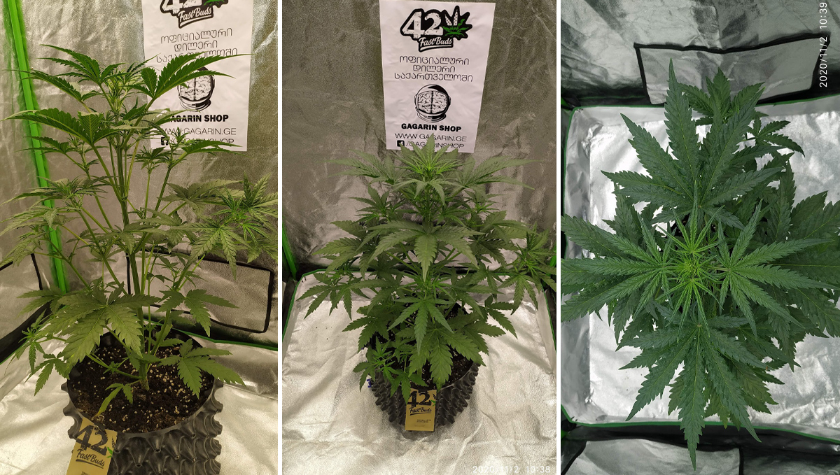 Sour diesel auto guide: week 4