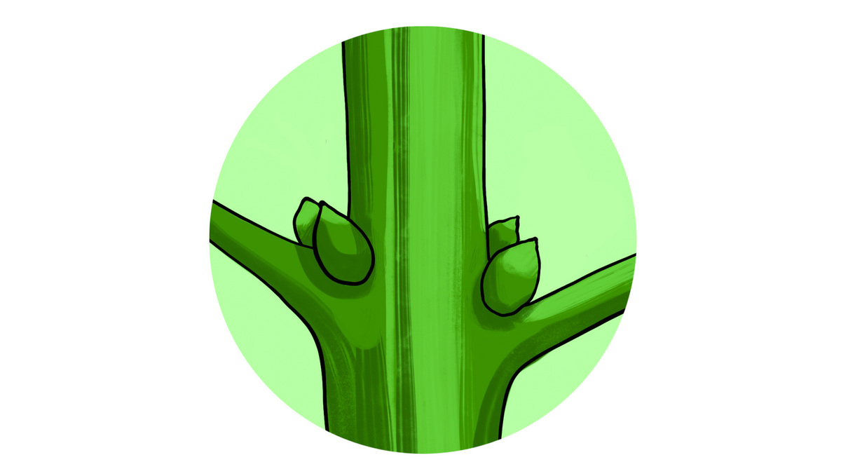 How To Tell Sex Of Your Plants Plants: MALE pre-flower