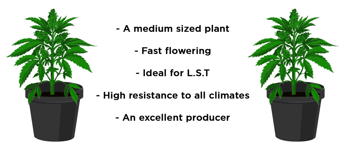 Original Auto Jack Herer Strain History: How She Grows Original Auto Jack Herer Strain History: How She Grows