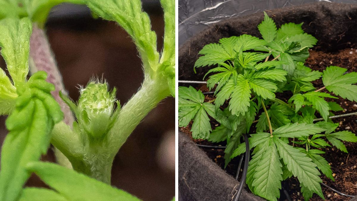 Gorilla Cookies Auto Plants Seed Week-by-Week Guide: FIM and LST