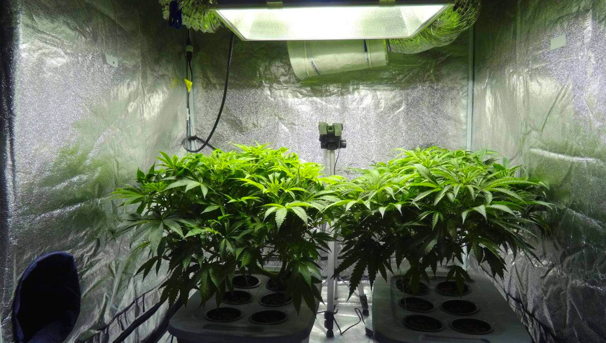 If you are growing plants indoors, keep in mind the expenses it involves.
