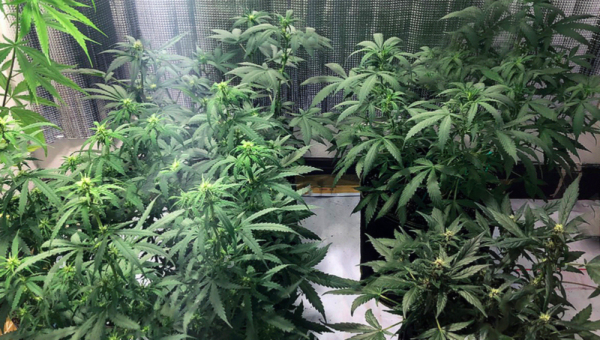 Diy grow room