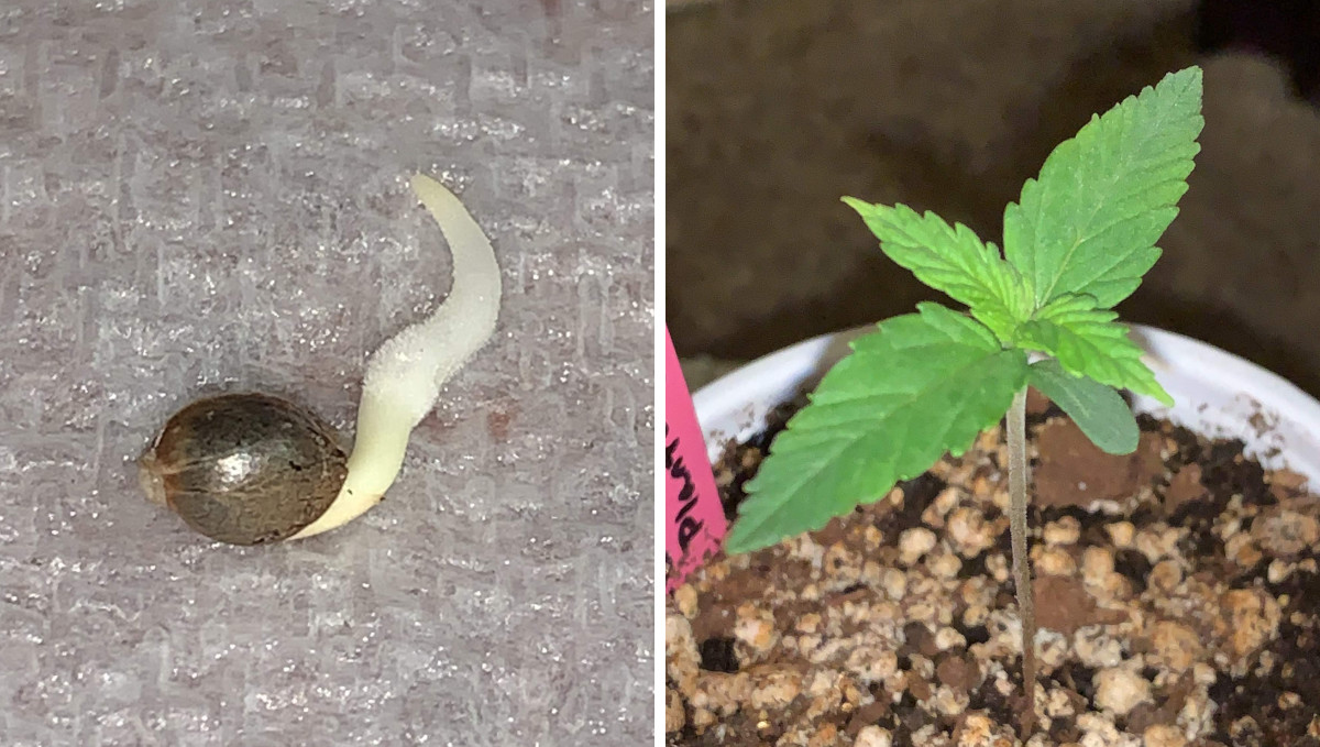 Gelato Auto Cannabis Strain Week-by-Week Guide: A seed showing a tap root and a week-old marijuana seedling