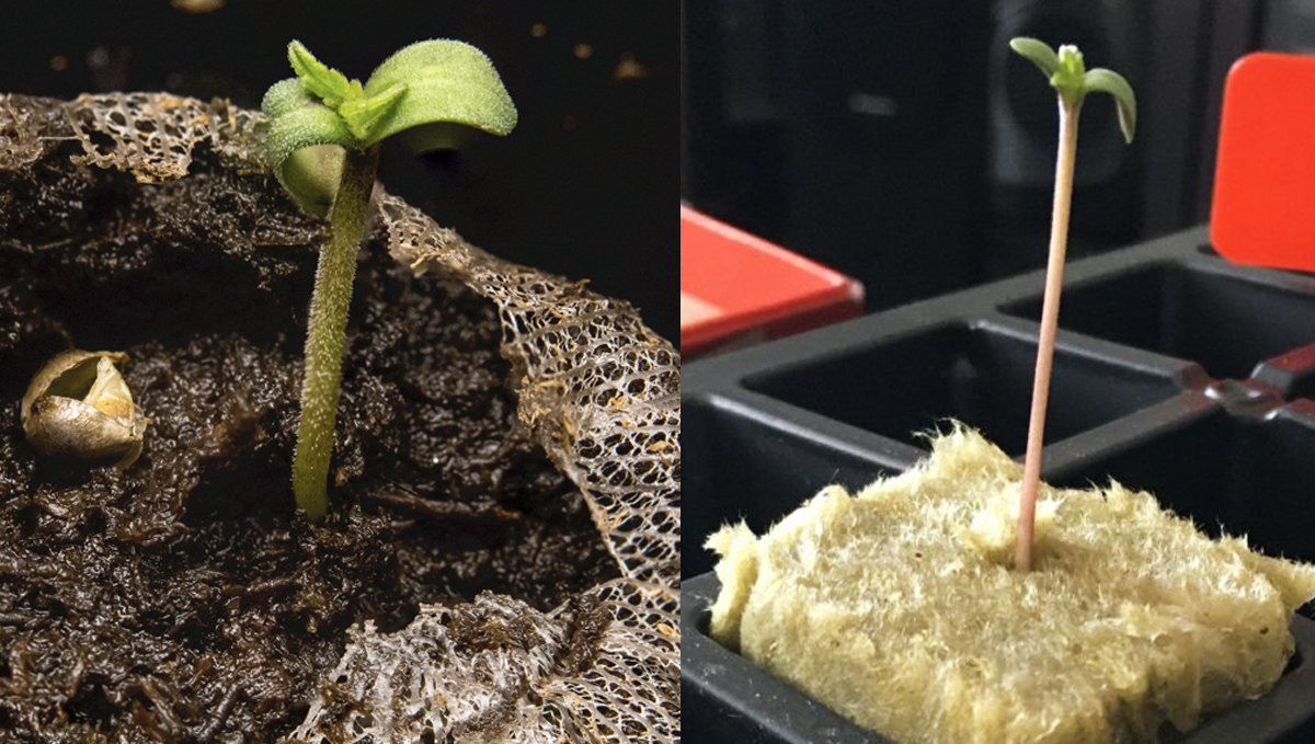 Guide germination : laine de roche et pastilles de tourbe