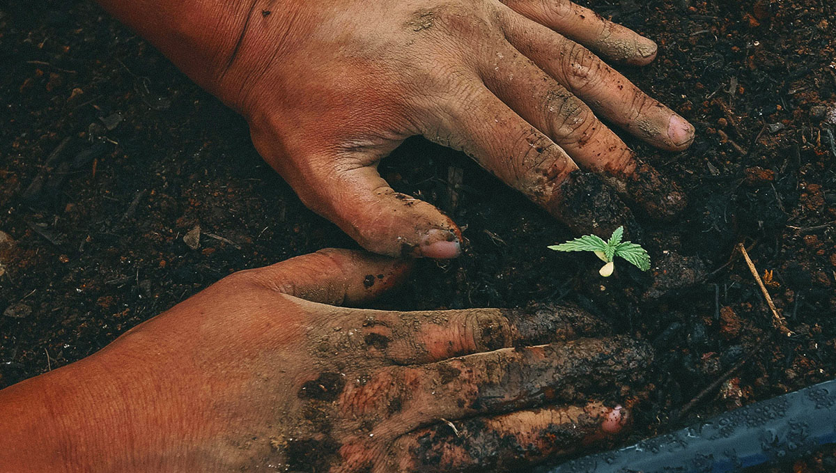 Outdoor plants plants usually involve less costs but you have less control over the process.