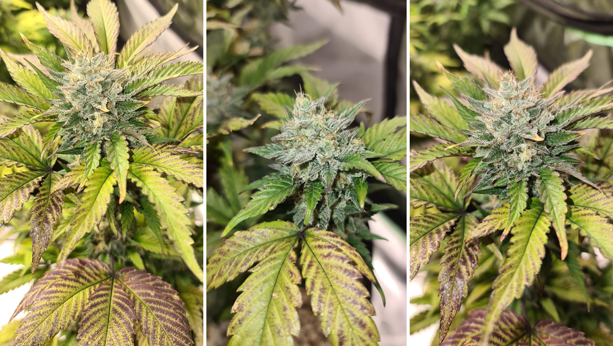 前五高THC自动开花品种：gorilla cookies auto