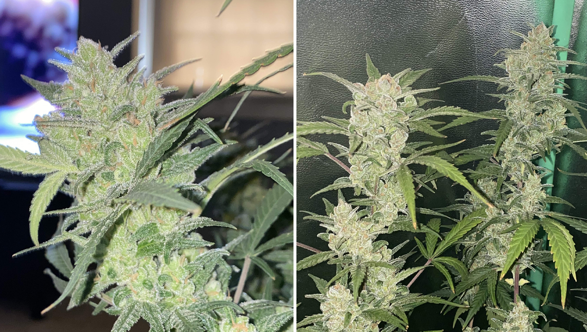 Top 5 highest strength auto: gorilla glue auto