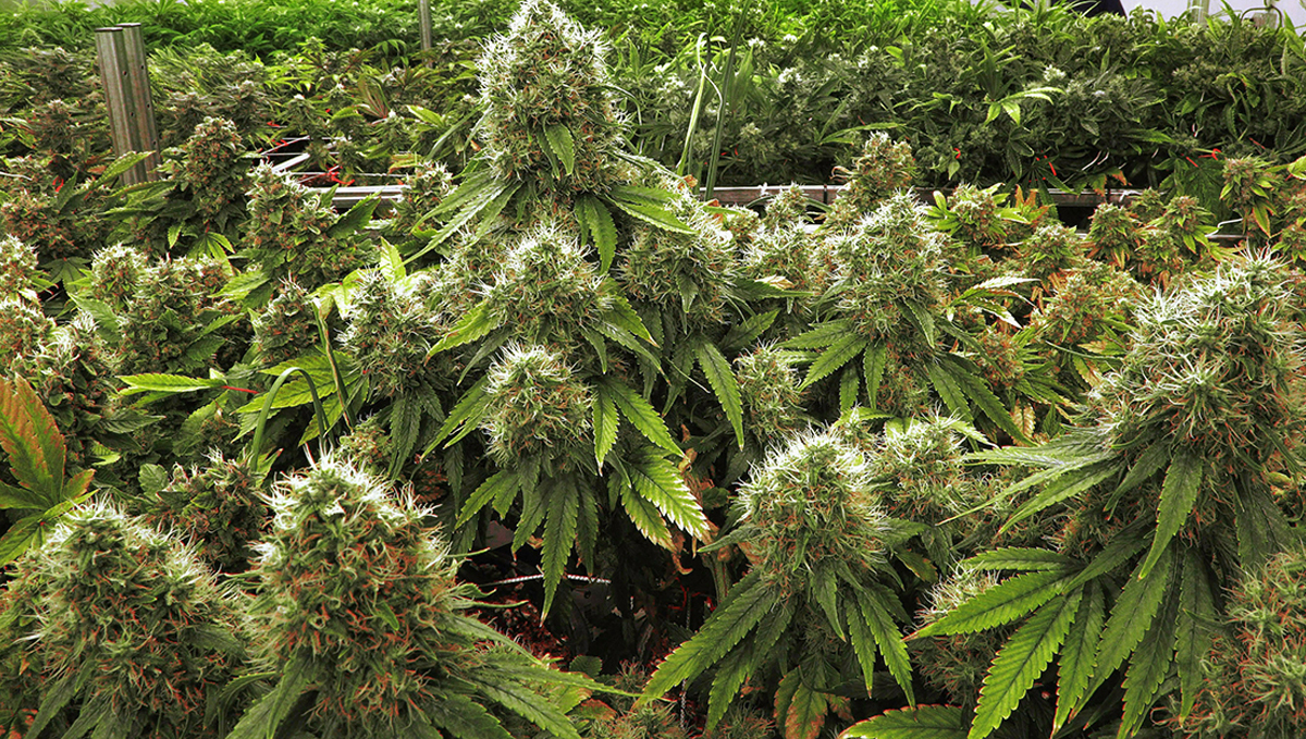PGR Weed &ndash; What Is Plant Growth Regulators and How to Spot it: PGR marijuana plants growing in a commercial greenhouse