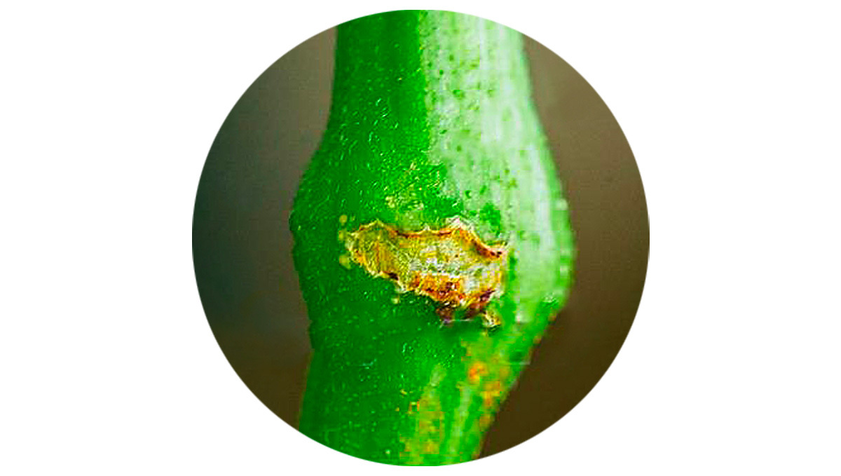 Erholungsphase nach dem Super-Cropping bei Plants-Pflanzen zur Förderung des Wachstums.