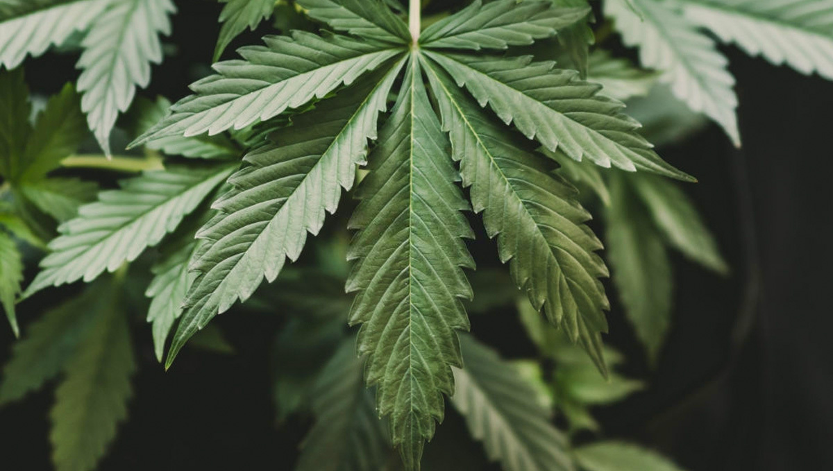 Hoja de planta de cannabis índica, baja y robusta, con hojas anchas y verdes.