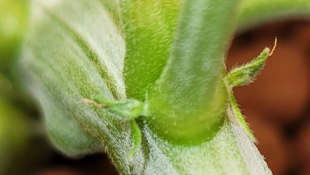Gorilla Cookies Auto Plants Seed Week-by-Week Guide: Preflowers at the nodes