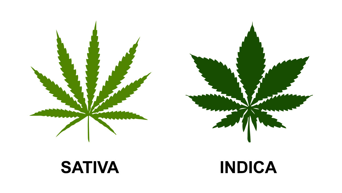 Comparativa de hojas de sativa e índica, destacando la anchura de las hojas índicas.
