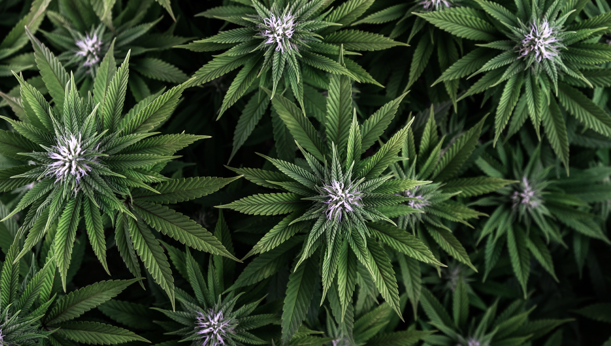 How to increase thc: light