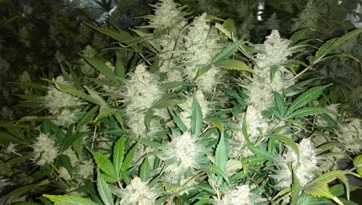 Imagen de la cepa Original Auto AK cultivada por GreenMachine en GrowDiaries.