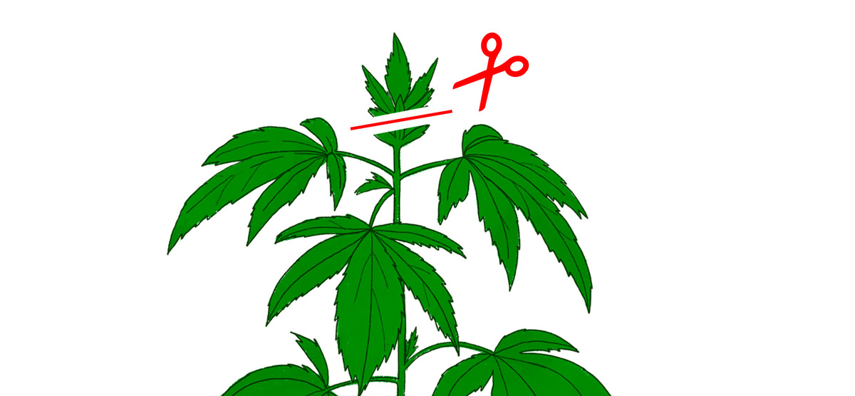 Visual representation of Fimming technique for cannabis growth.