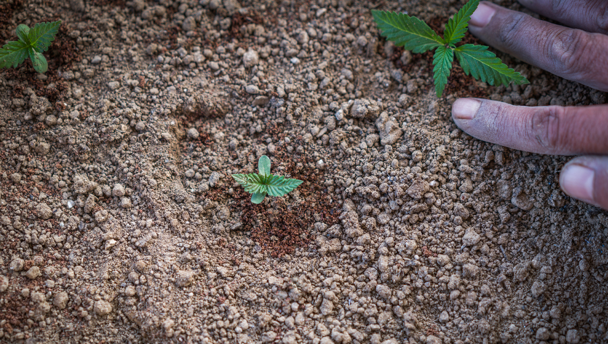 Top crop usage guide: your own amended substrate Top crop usage guide: your own amended substrate