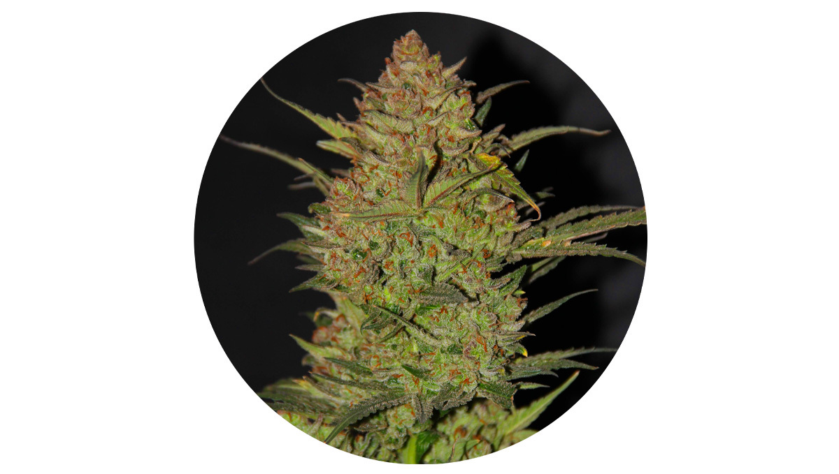Straingeschiedenis: OG Kush Auto klaar voor de oogst