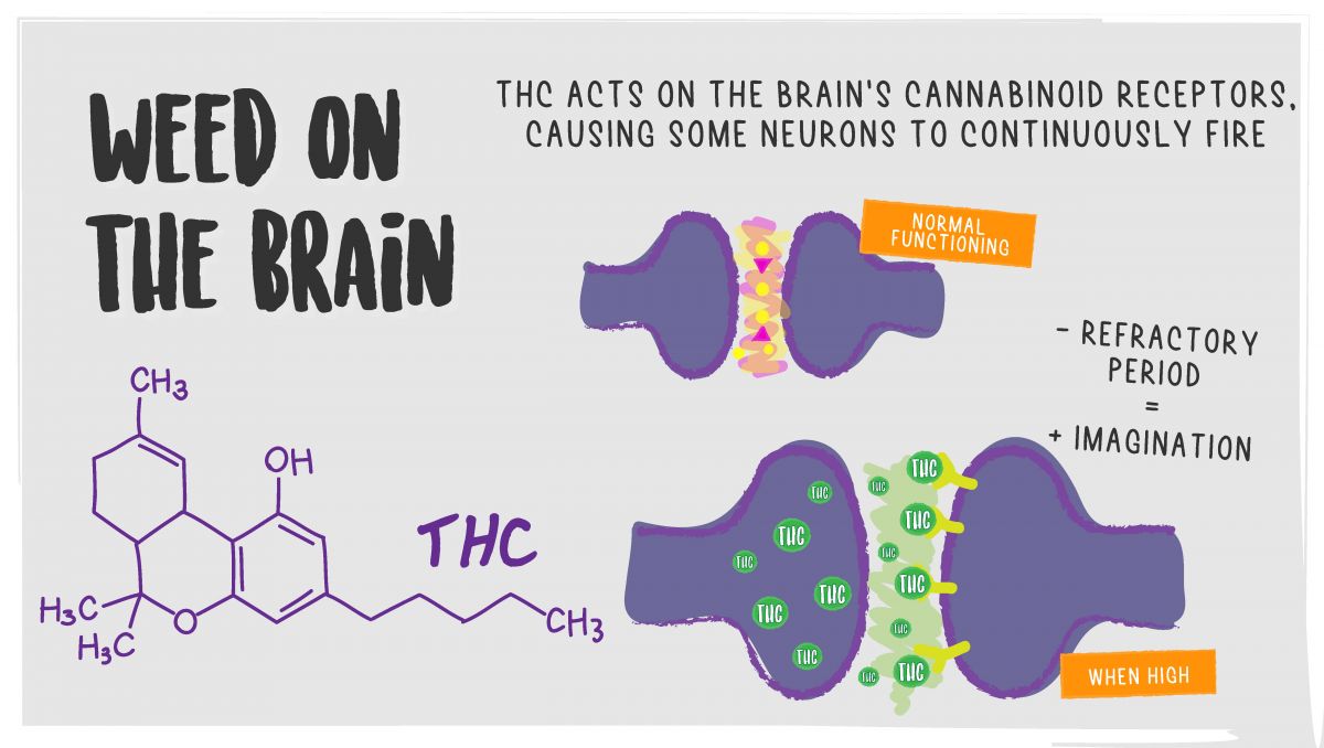 The effects of mixing alcohol and plants: the effects of plants on the brain