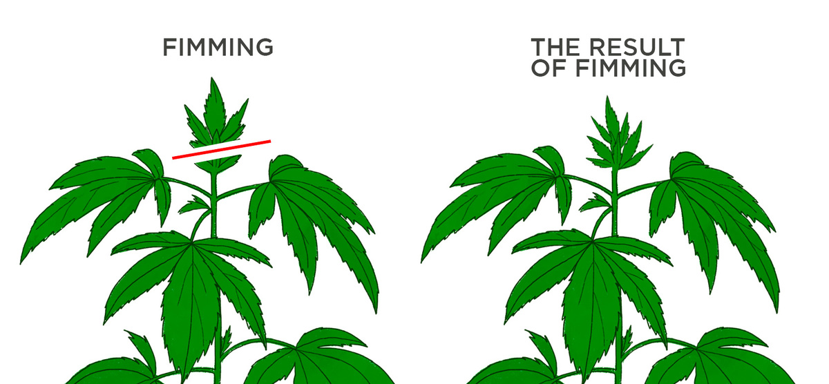 All About Fimming Auto Plants Plants: What is fimming plants